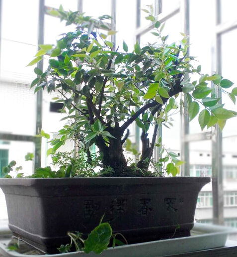 ڷ辰