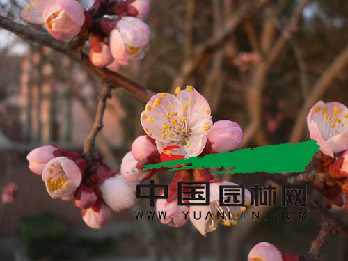 ɽΪ Ӧ԰̻ռһϯ֮