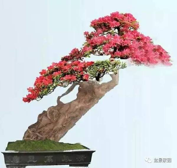 Ӧ֪ľ辰ҵ