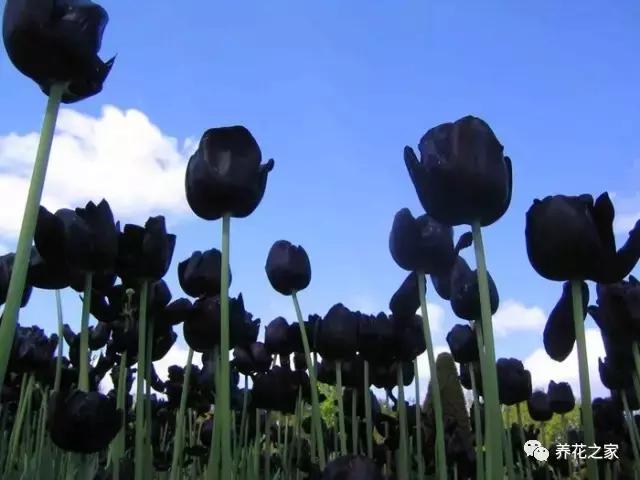 ϡеĻɫ
