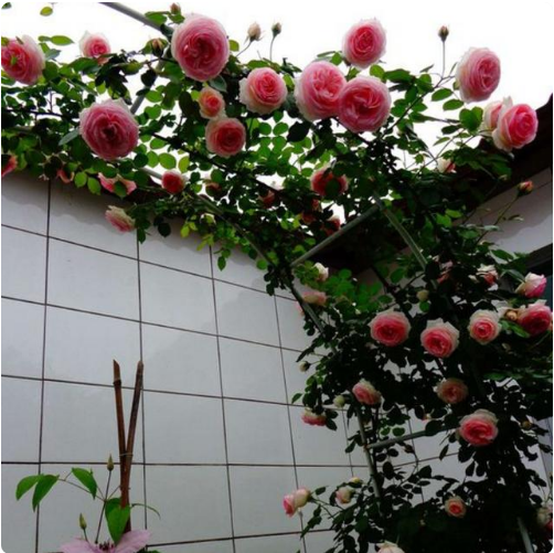 9ֻǽʤ