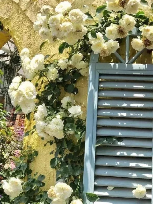 2ĶʻС