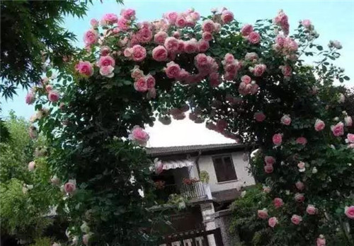 ٻ컨ǽ