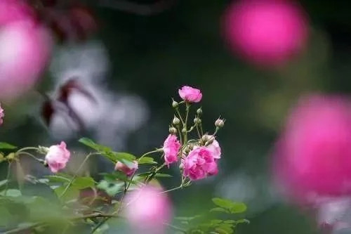 ԻЩ걬