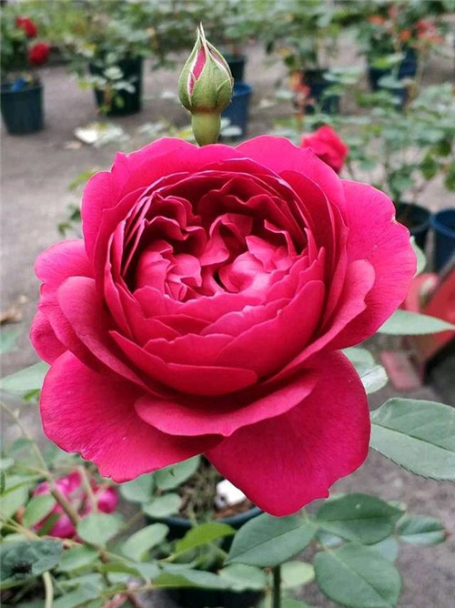 ԻܣļϣŨ