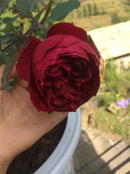 ԻܣļϣŨ