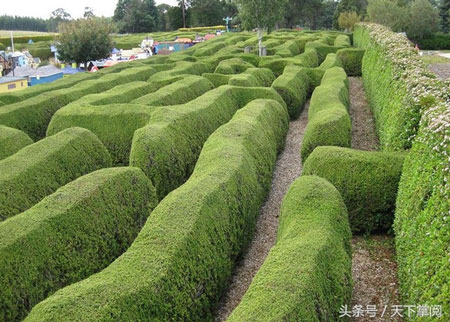 PeaceMaze